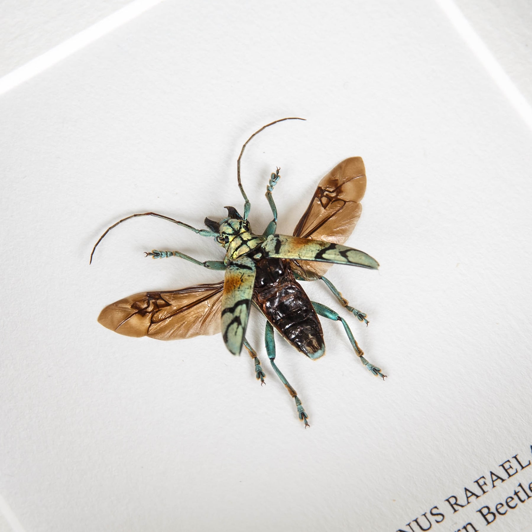 Gold Longhorn Beetle In Box Frame (Tmesisternus rafaelae)