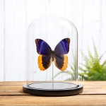 Minibeast Gold Edged Owl Butterfly In Glass Dome (Caligo uranus)
