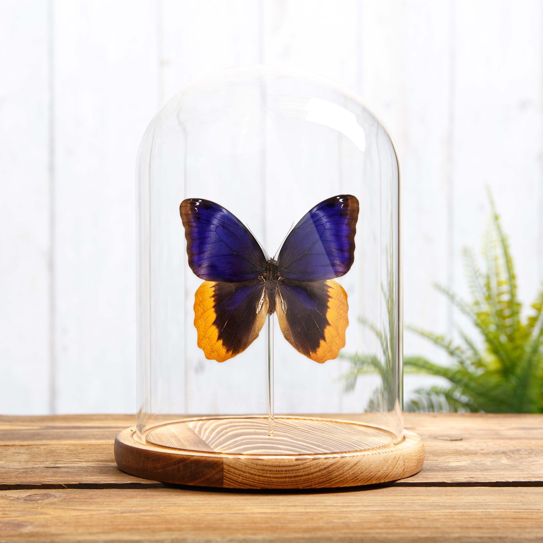 Gold Edged Owl Butterfly In Glass Dome (Caligo uranus)