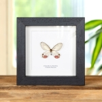 Minibeast Pyropina Phantom Butterfly In Box Frame (Cithaerias pyropina)