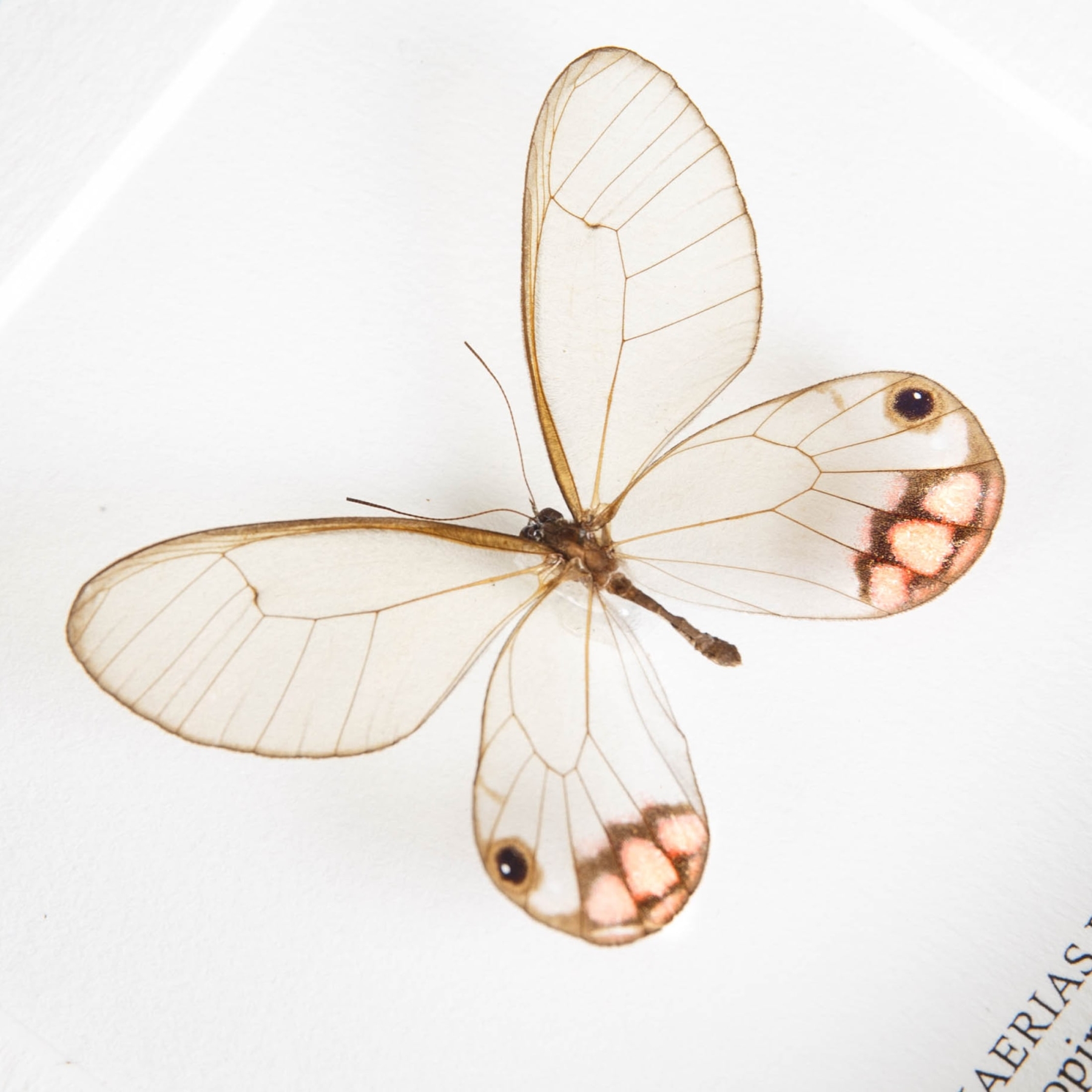 Glass Wing Butterfly Trio In Box Frame (Cithaerias pyropina, pireta & Haetera piera)
