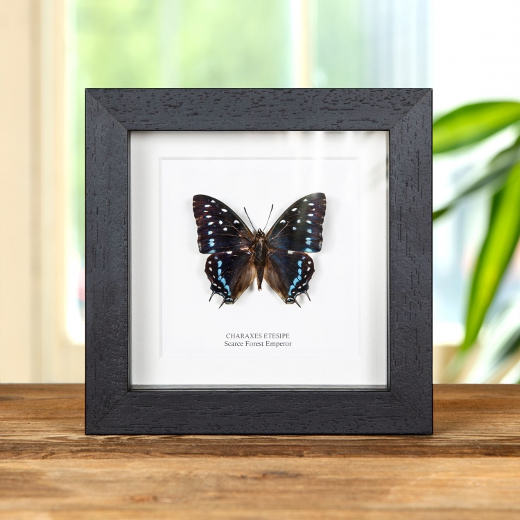 Scarce Forest Emperor Butterfly In Box Frame (Charaxes etesipe)