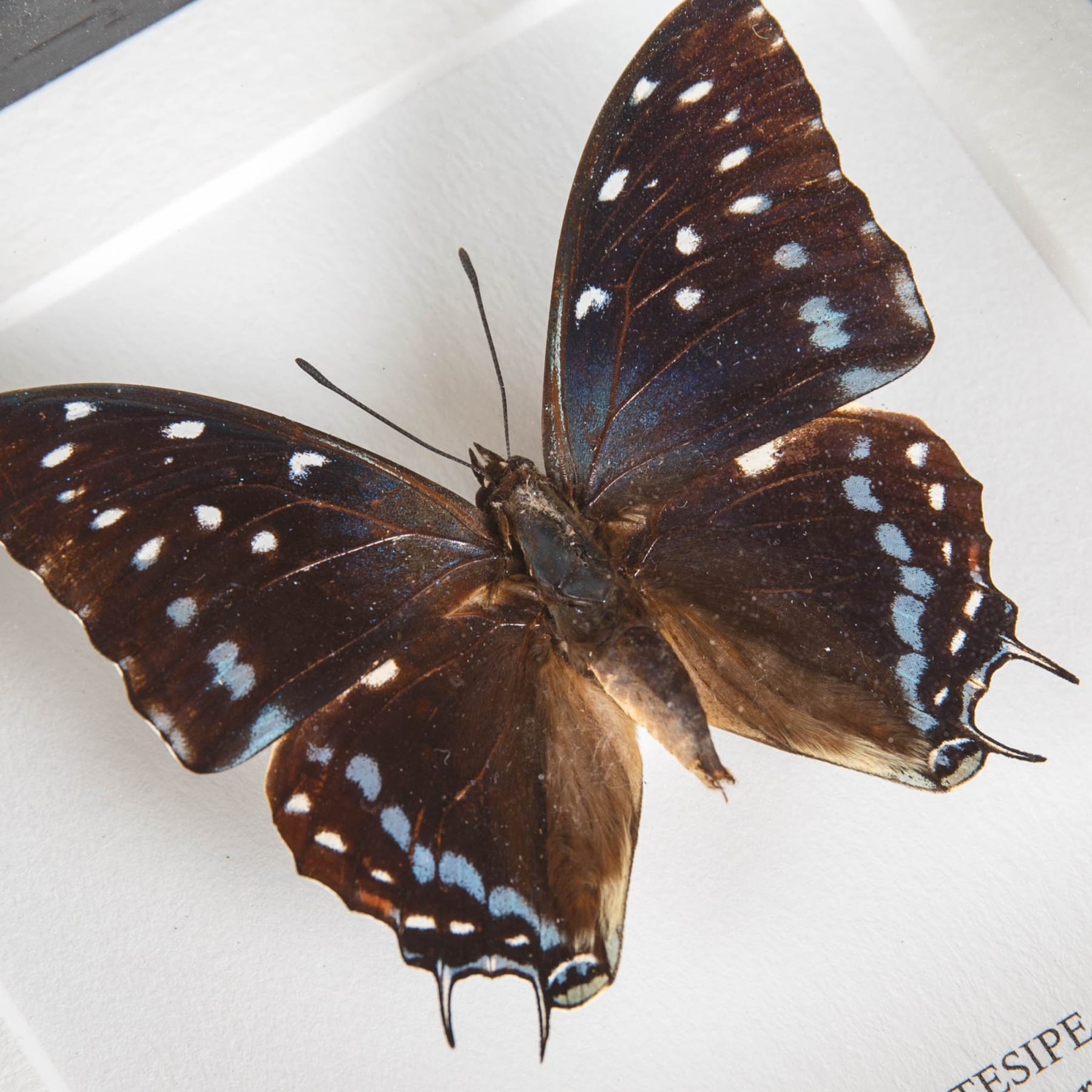 Scarce Forest Emperor Butterfly In Box Frame (Charaxes etesipe) Scarce Forest Emperor Butterfly In Box Frame (Charaxes etesipe)