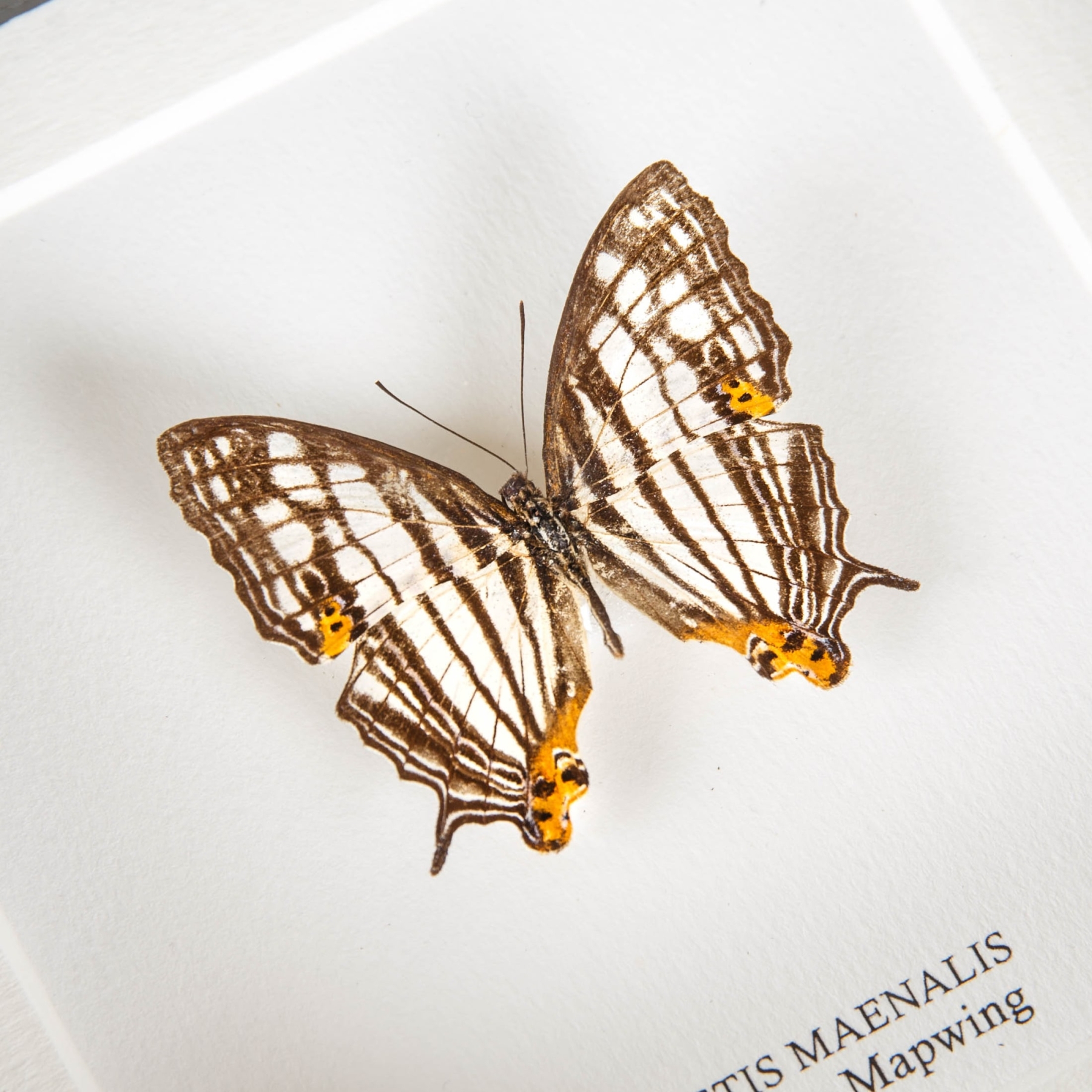 Minibeast Common Mapwing Butterfly In Box Frame (Crystis maenalis)