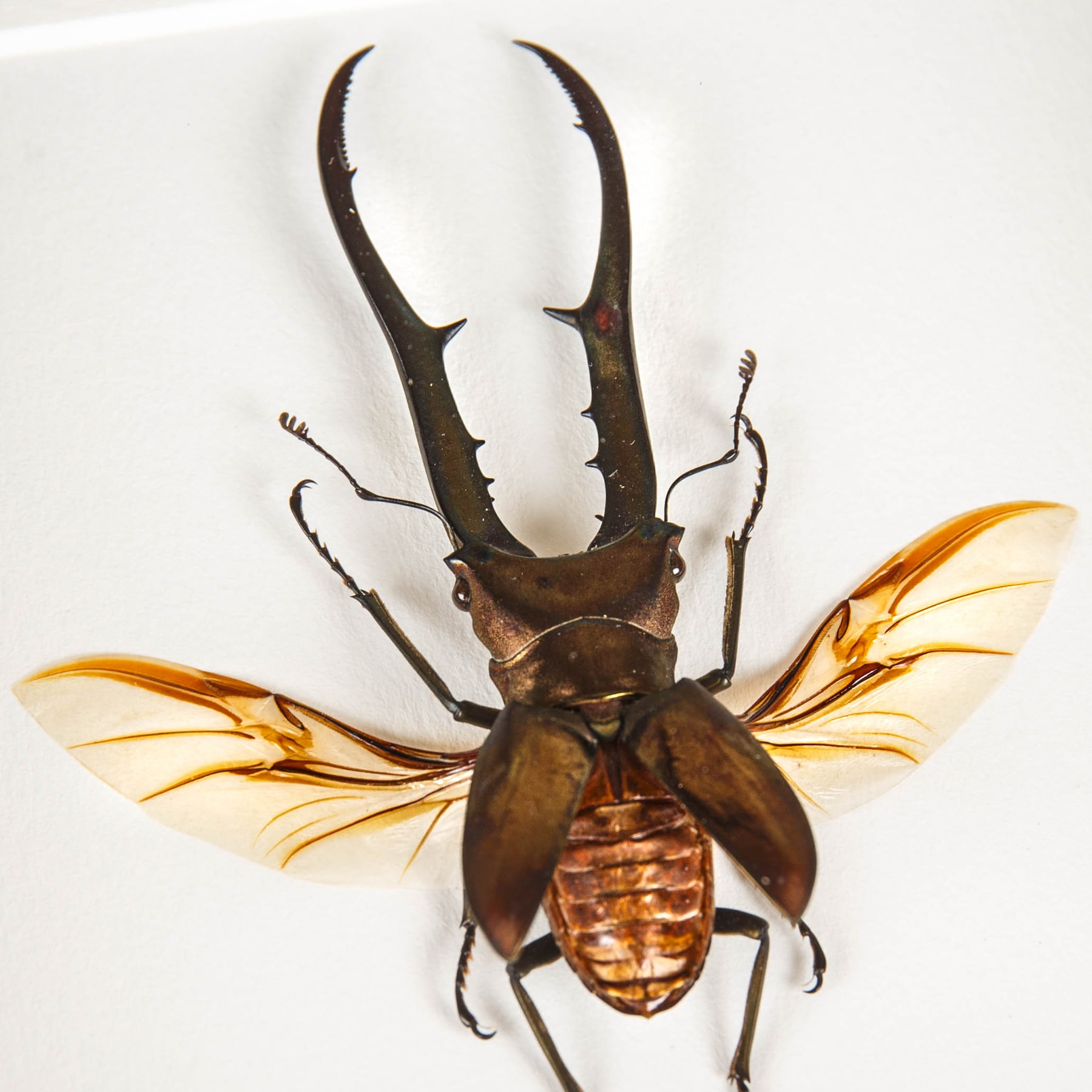 Stag Beetle with Wings Spread In Box Frame (Cyclommatus metallifer finae) Stag Beetle with Wings Spread In Box Frame (Cyclommatus metallifer finae)