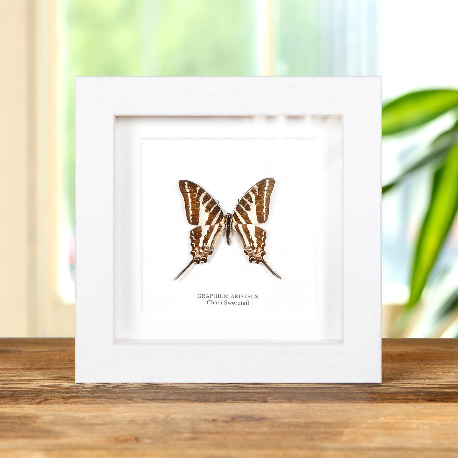 Minibeast ChaIn Swordtail Butterfly In Box Frame (Graphium aristeus)