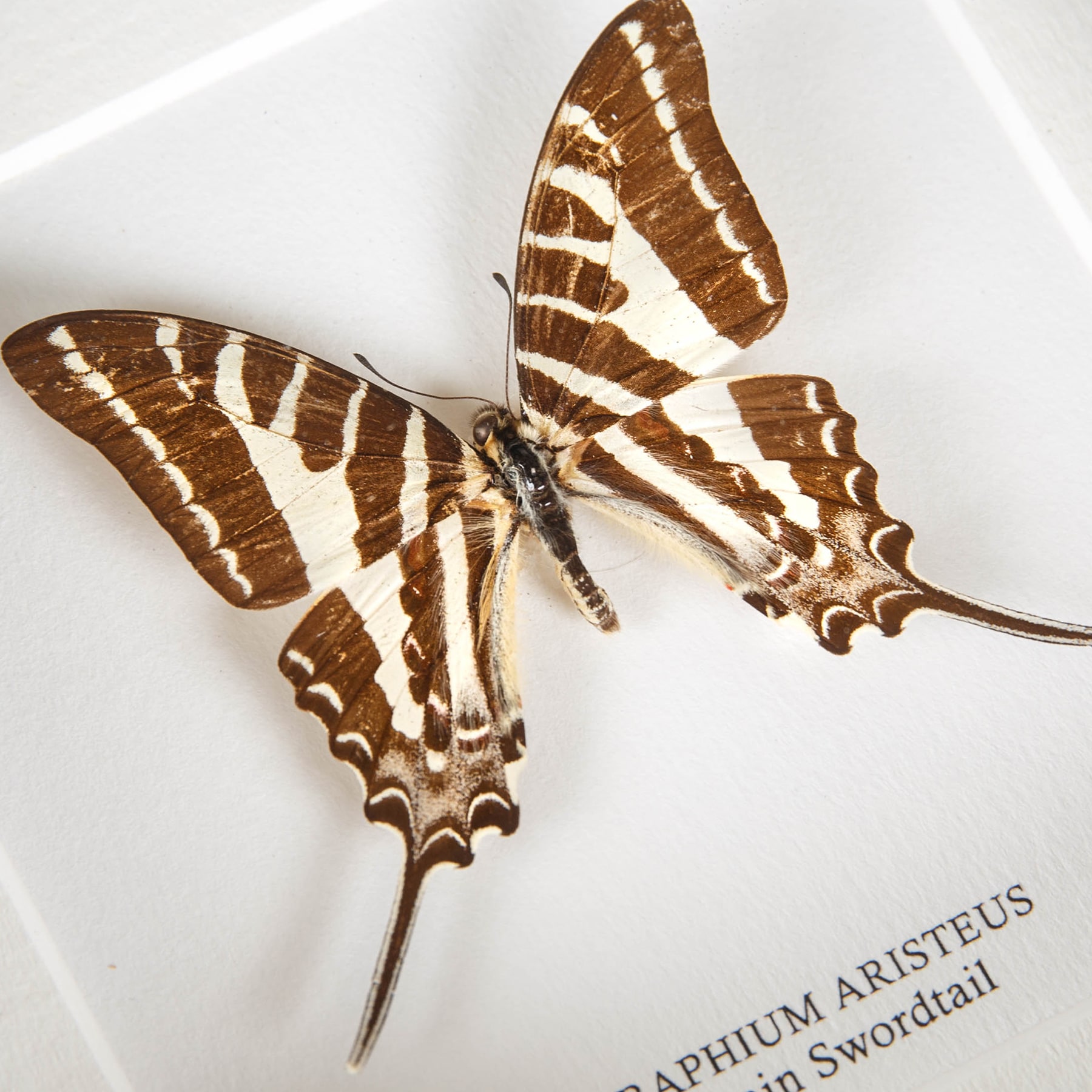 Minibeast ChaIn Swordtail Butterfly In Box Frame (Graphium aristeus)