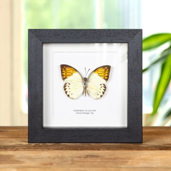 Great Orange Tip Butterfly In Box Frame (Hebomoia glaucippe)