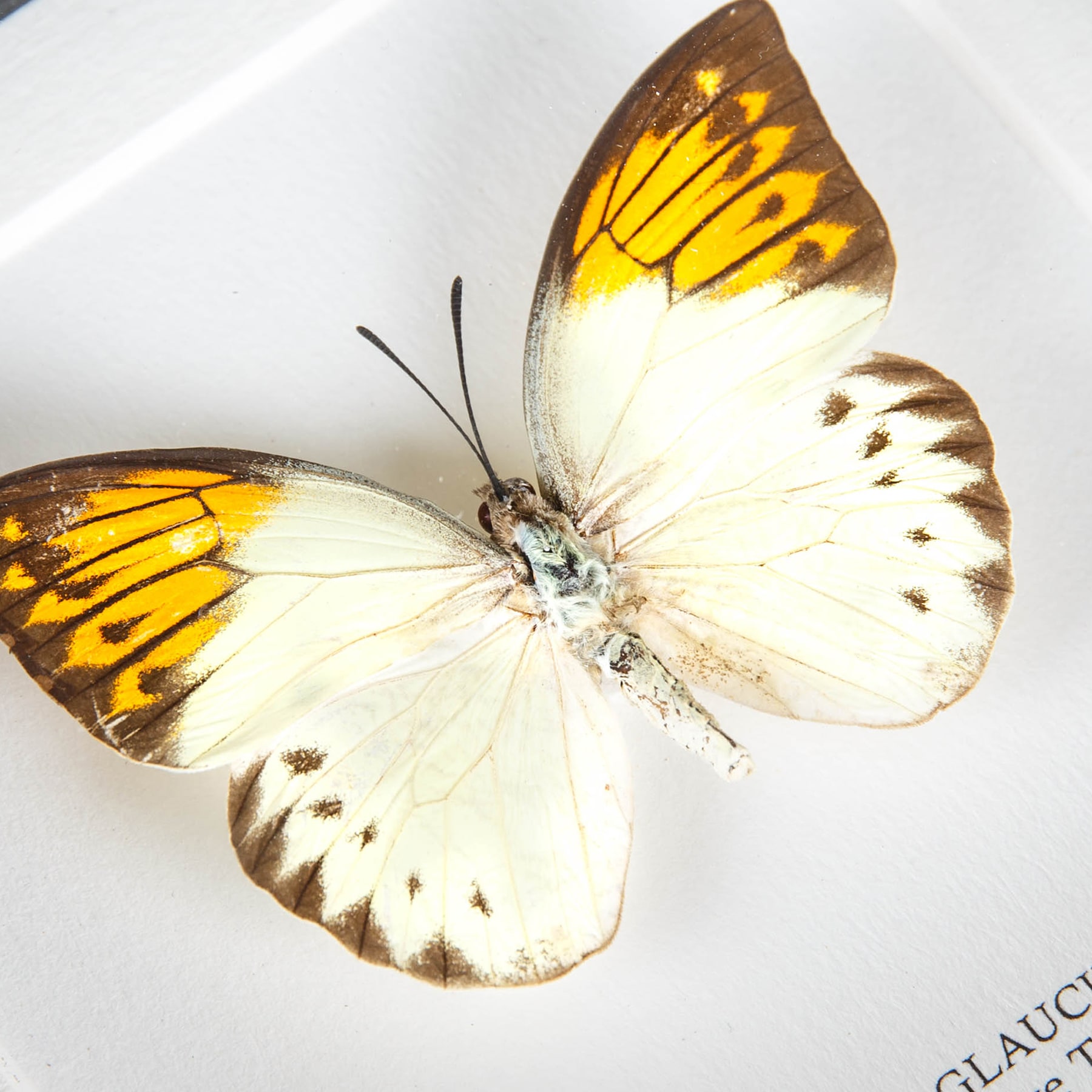 Great Orange Tip Butterfly In Box Frame (Hebomoia glaucippe)