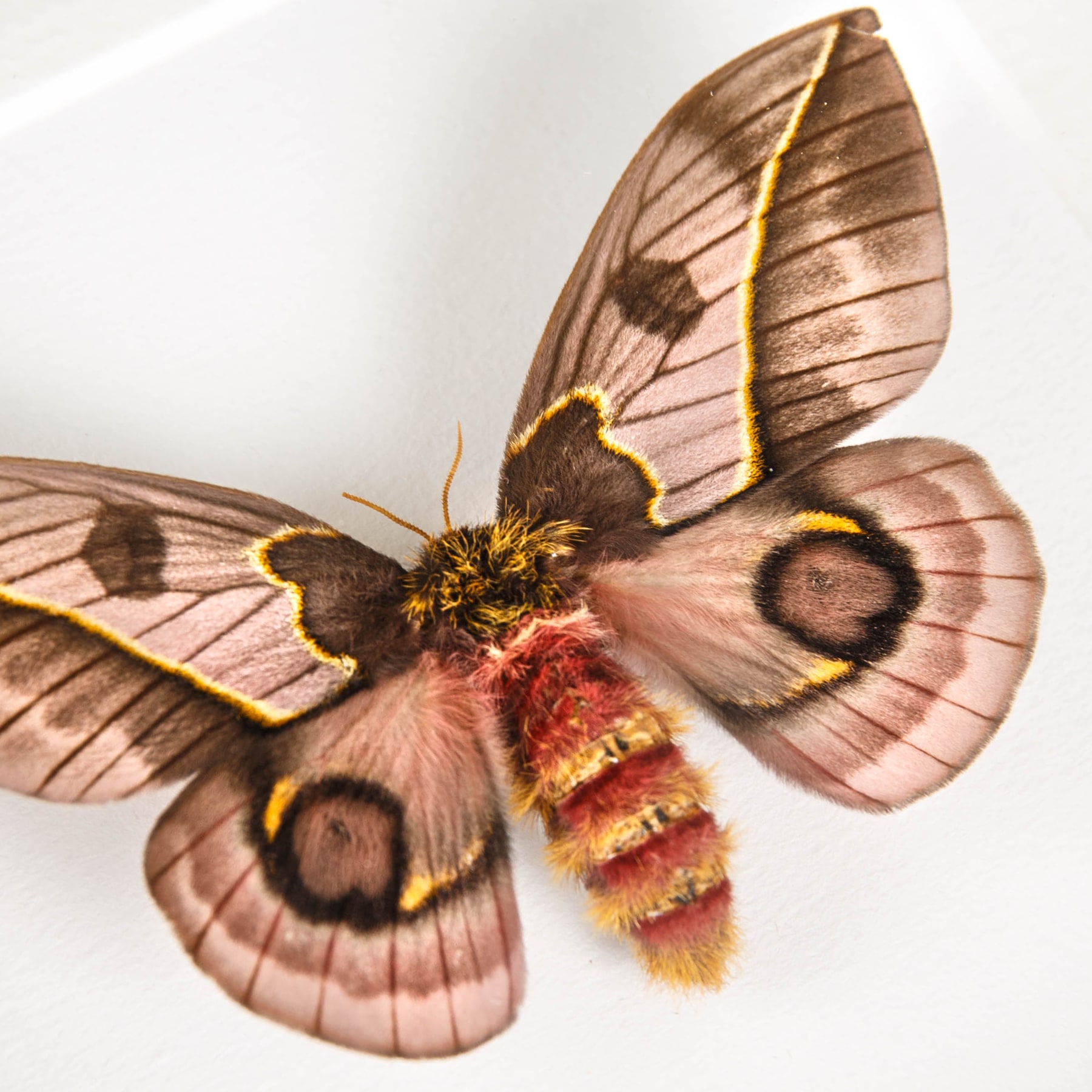 Pink Silkmoth In Box Frame (Automeris frankae)