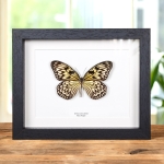 Minibeast Rice Paper Butterfly In Box Frame (Idea leuconoe)