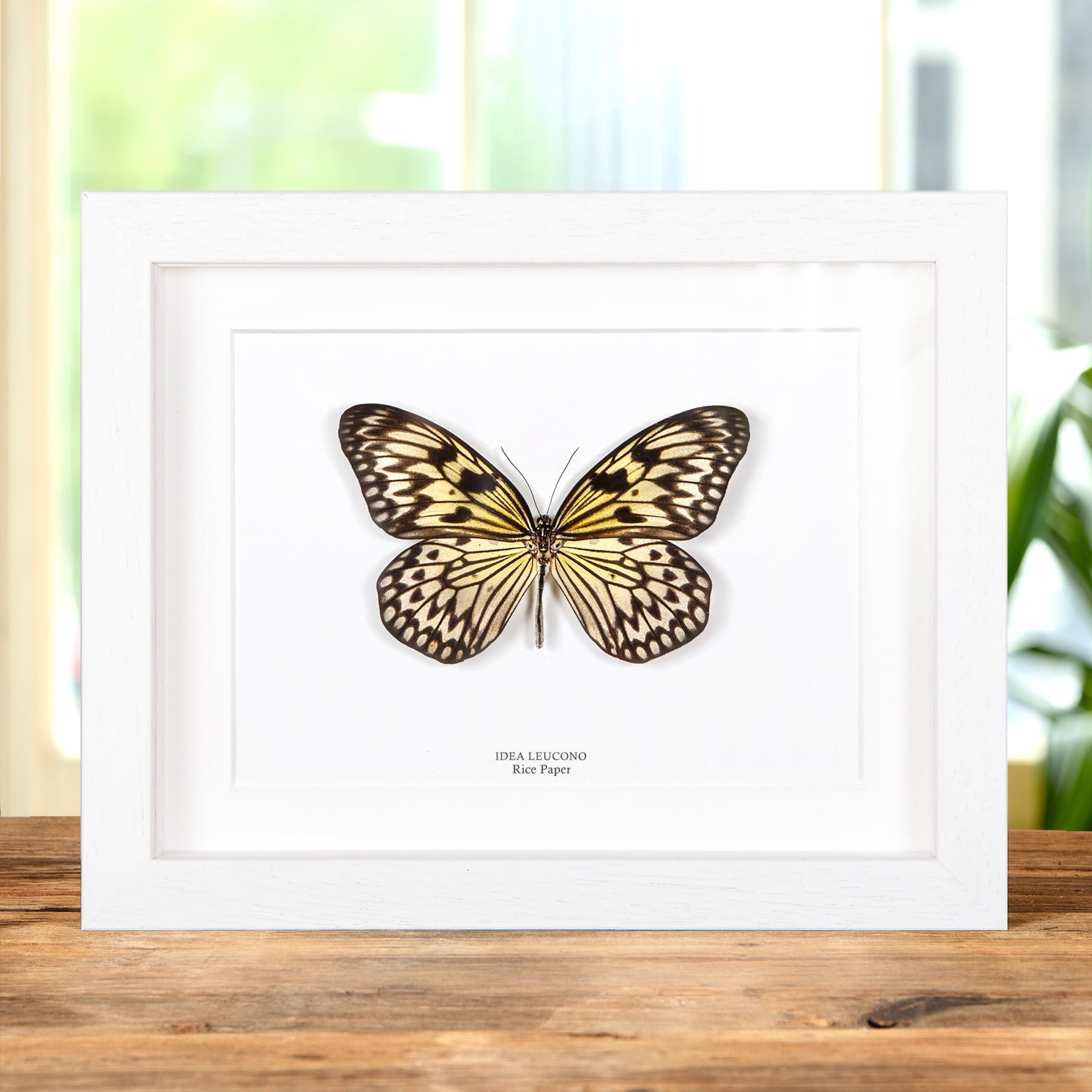 Rice Paper Butterfly In Box Frame (Idea leuconoe)