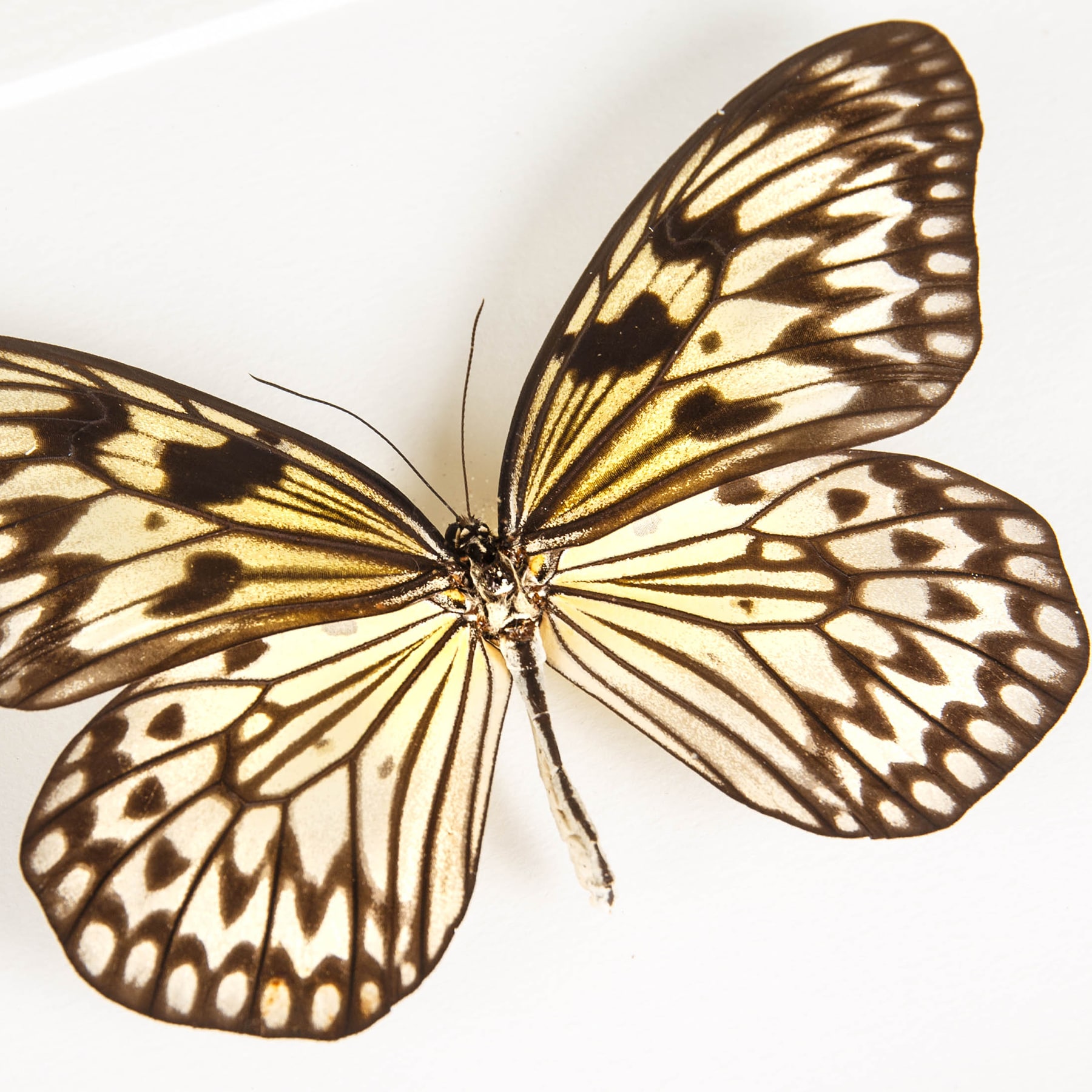 Rice Paper Butterfly In Box Frame (Idea leuconoe)