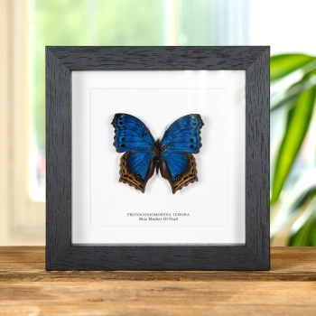 Blue Mother-Of-Pearl Butterfly In Box Frame (Protogoniomorpha temora)