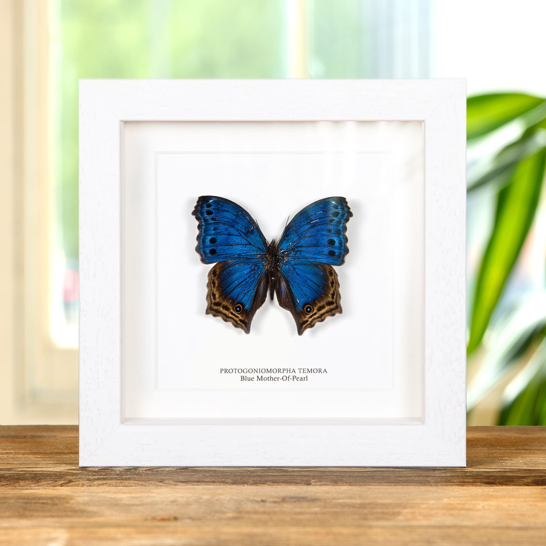 Minibeast Blue Mother-Of-Pearl Butterfly In Box Frame (Protogoniomorpha temora)