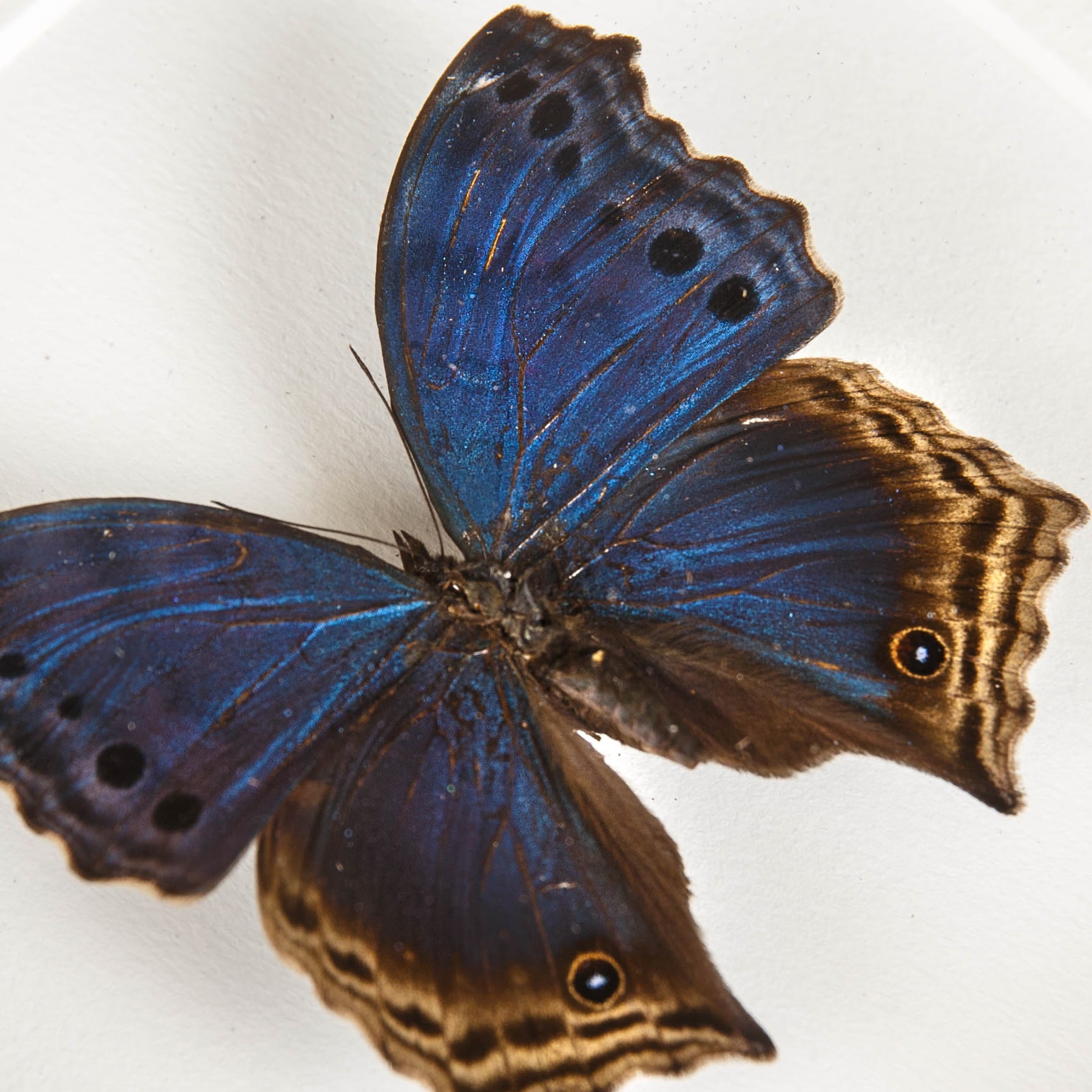 Minibeast Blue Mother-Of-Pearl Butterfly In Box Frame (Protogoniomorpha temora)
