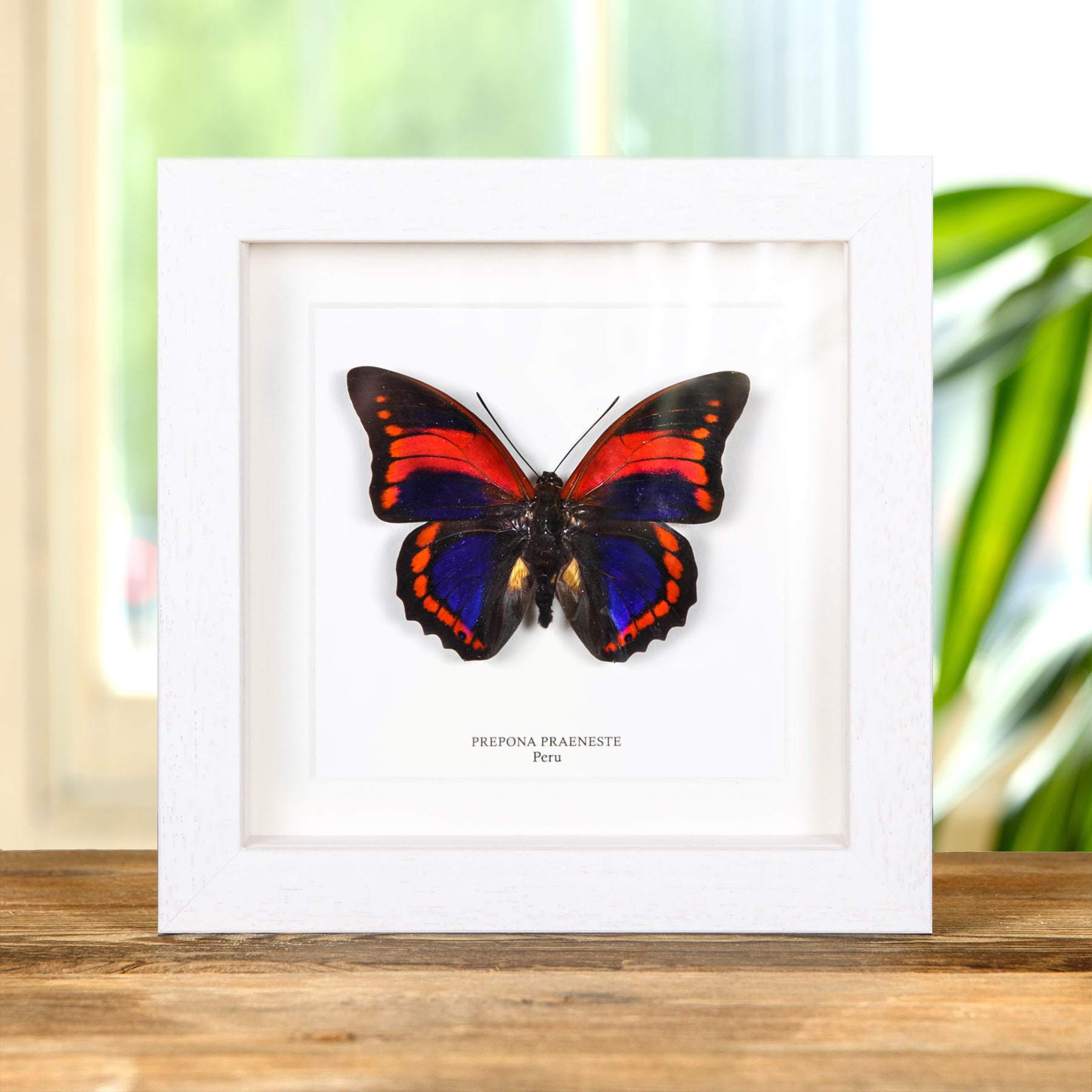Prepona praeneste Butterfly from Peru In Box Frame