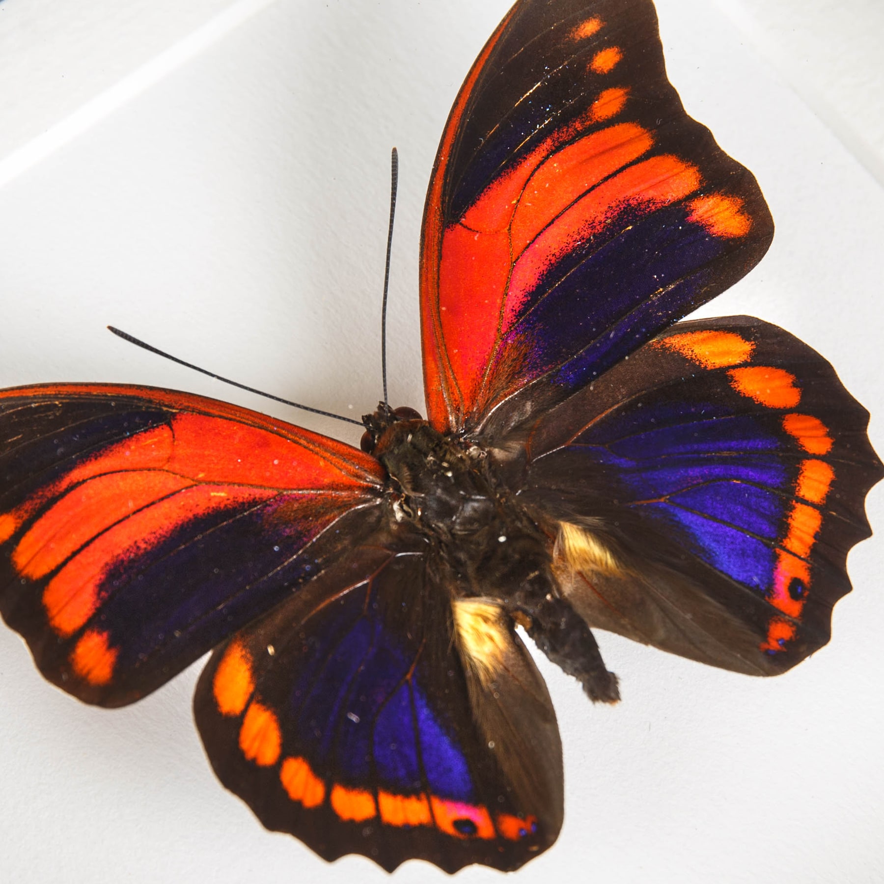 Prepona praeneste Butterfly from Peru In Box Frame