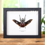 Minibeast Goliath Beetle In Box Frame (Goliathus goliatus apicalis)