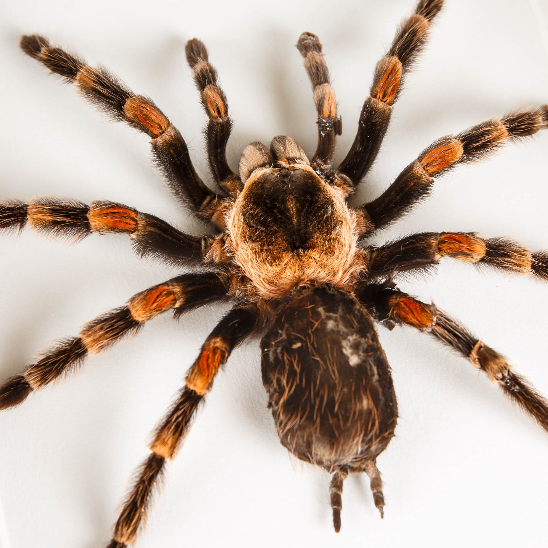 Minibeast Tarántula Mexicana de Rodillas Rojas tarántula en marco vitrina (Brachypelma smithi)
