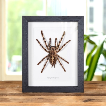 indian Ornamental Tarantula In Box Frame (Poecilotheria regalis)