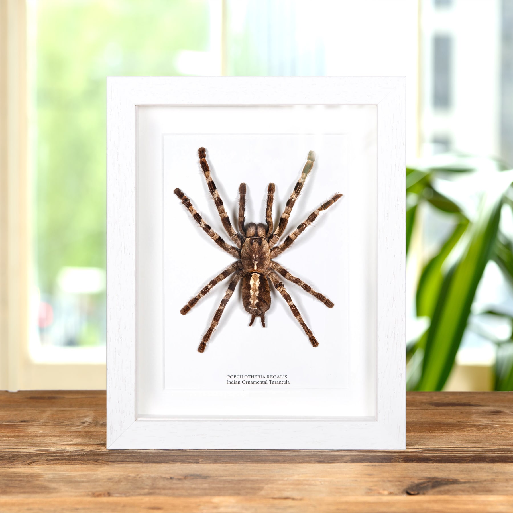 indian Ornamental Tarantula In Box Frame (Poecilotheria regalis)