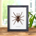 Minibeast Giant White Knee Tarantula In Box Frame (Acanthoscurria geniculata)