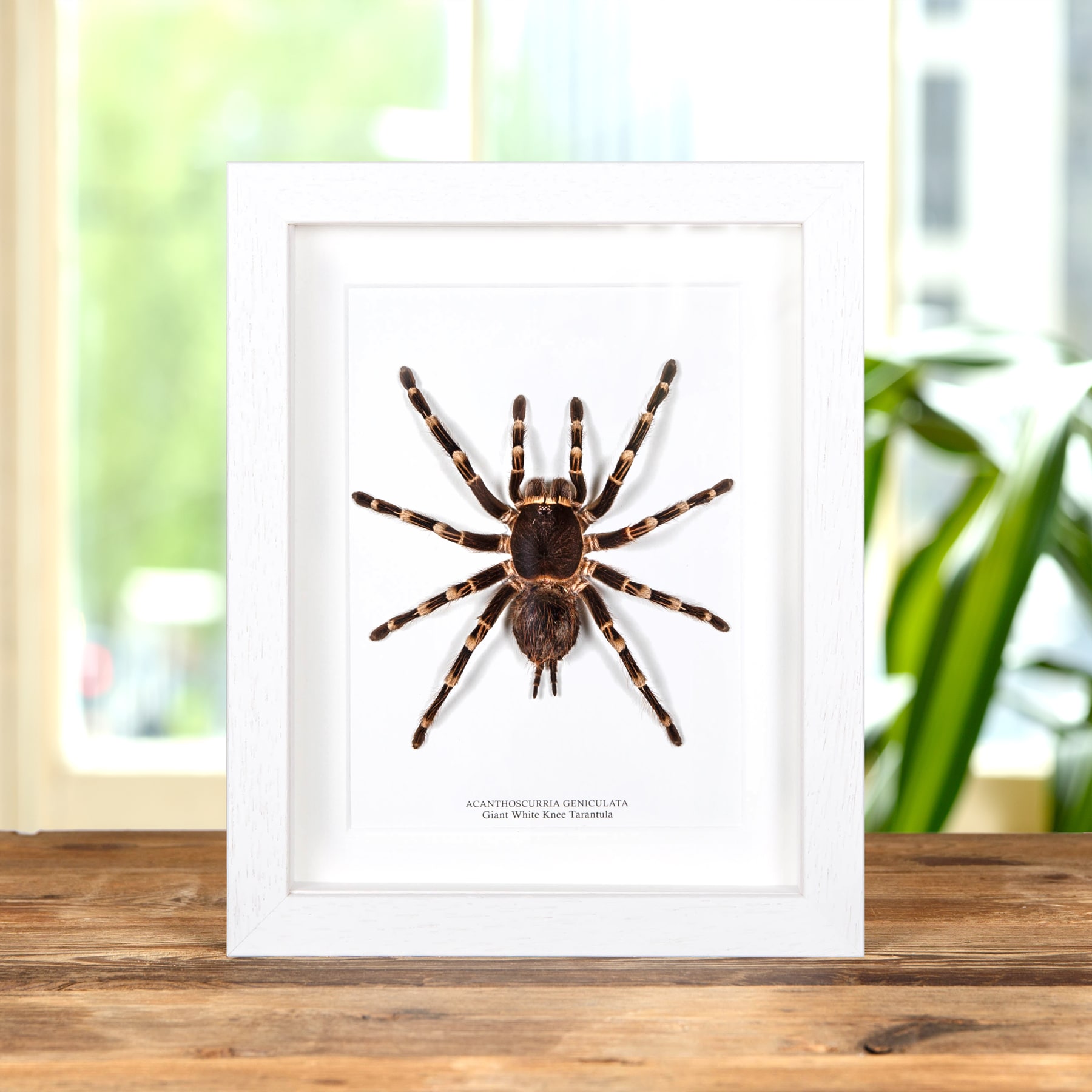 Giant White Knee Tarantula In Box Frame (Acanthoscurria geniculata)