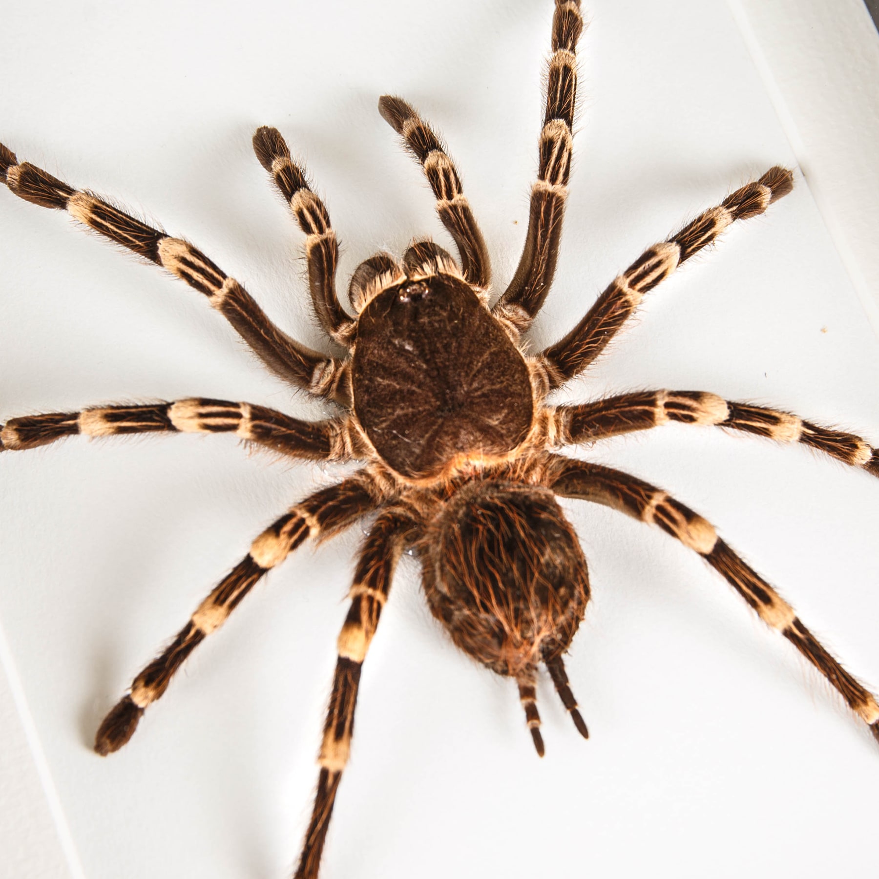 Giant White Knee Tarantula In Box Frame (Acanthoscurria geniculata)