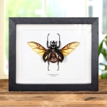 Minibeast Atlas Beetle with Wings Spread In Box Frame (Chalcosoma atlas)
