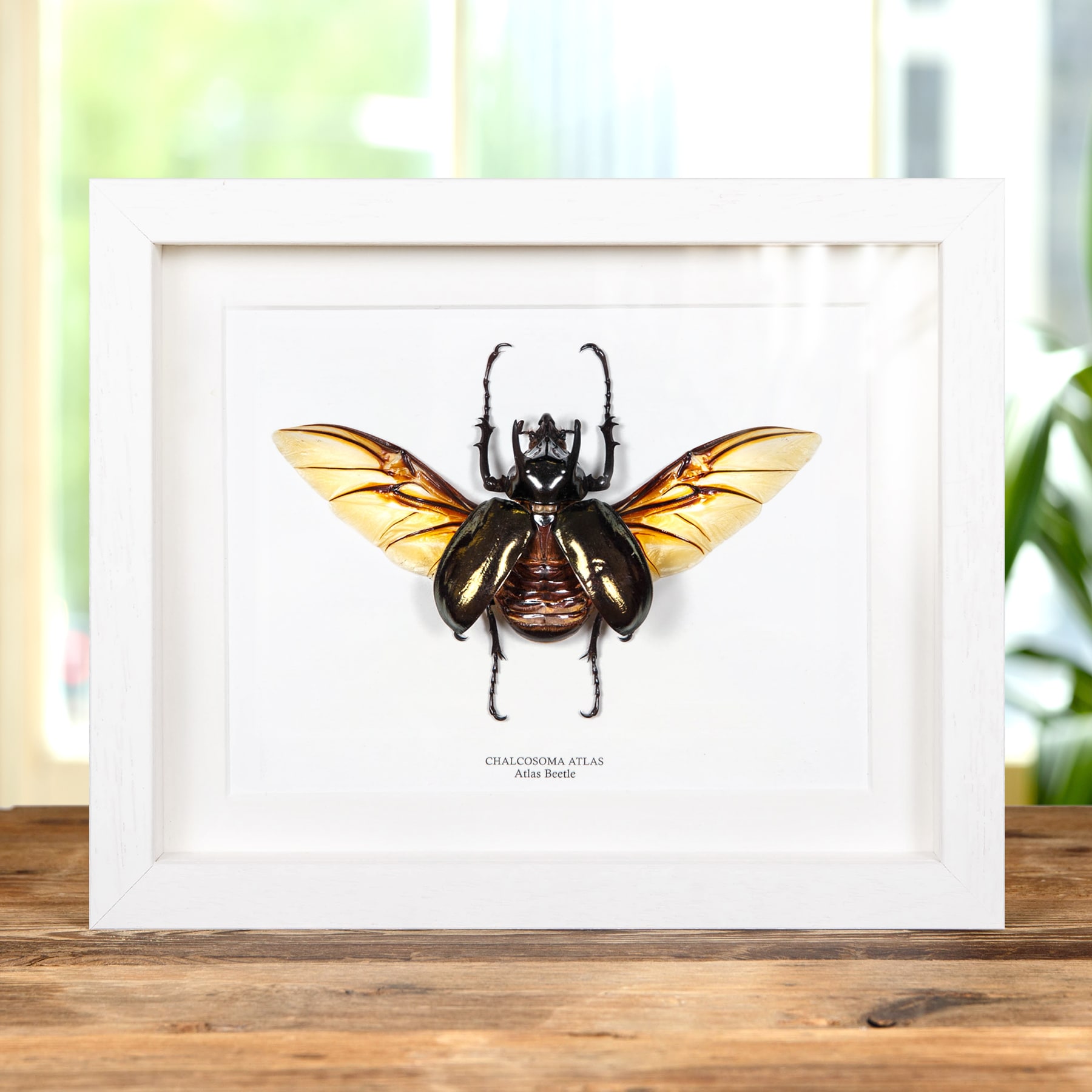 Atlas Beetle with Wings Spread In Box Frame (Chalcosoma atlas)