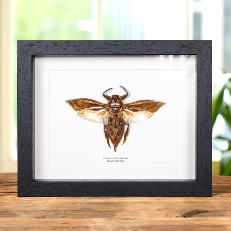  Giant Water Bug In Box Frame (Lethocerus indicus)