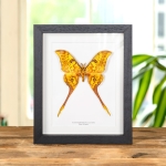 Minibeast Giant Silk Moth In Box Frame (Actias groenendael acutapex)