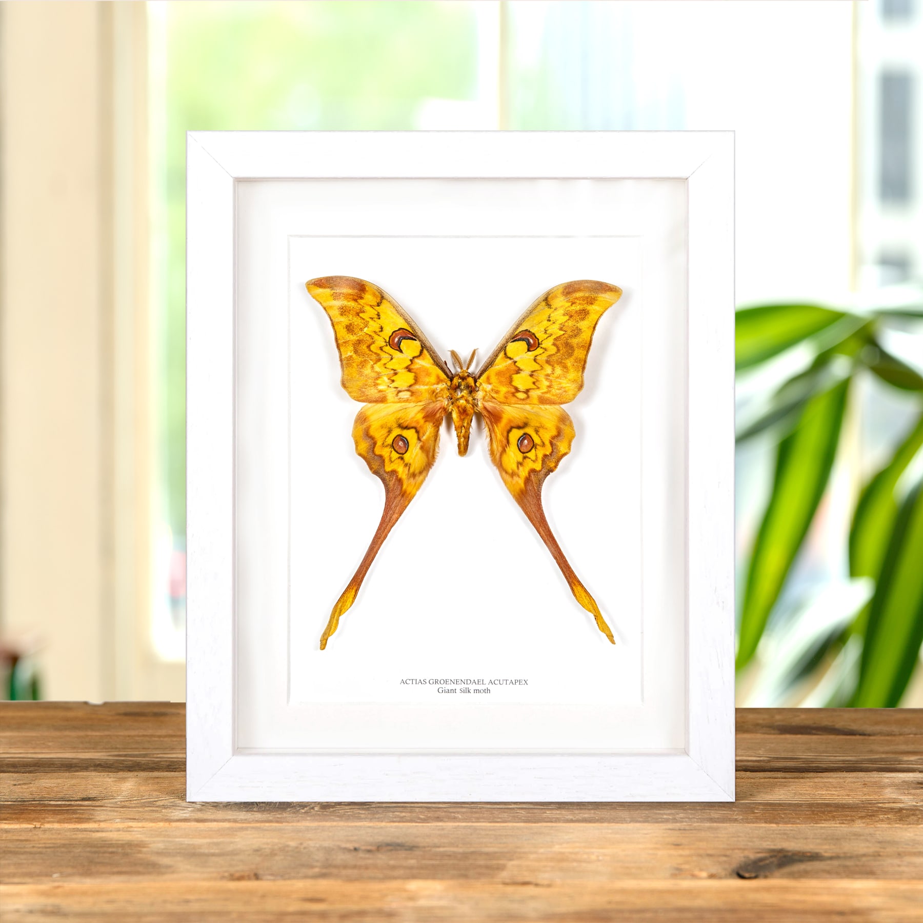Giant Silk Moth In Box Frame (Actias groenendael acutapex)