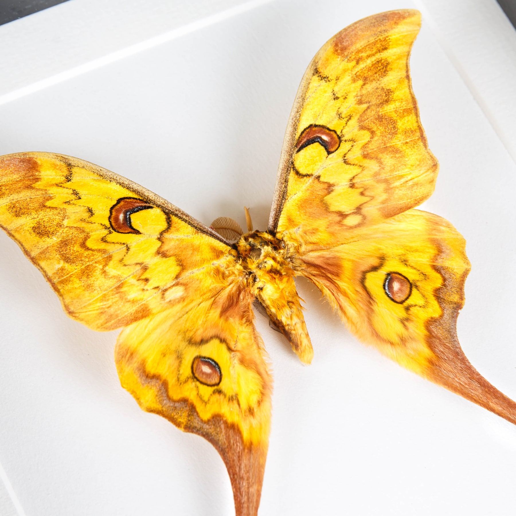 Giant Silk Moth In Box Frame (Actias groenendael acutapex)