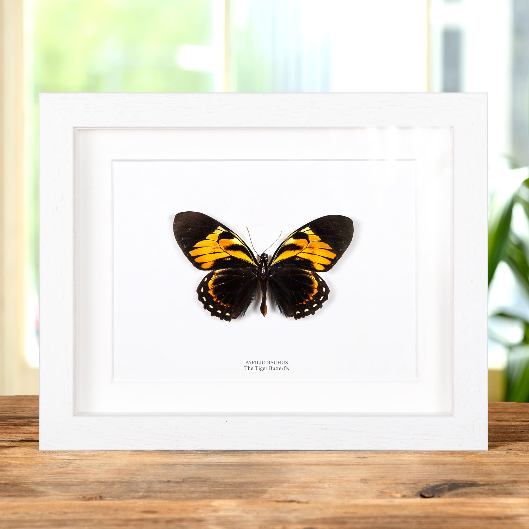 Tiger Butterfly In Box Frame (Papilio bachus)