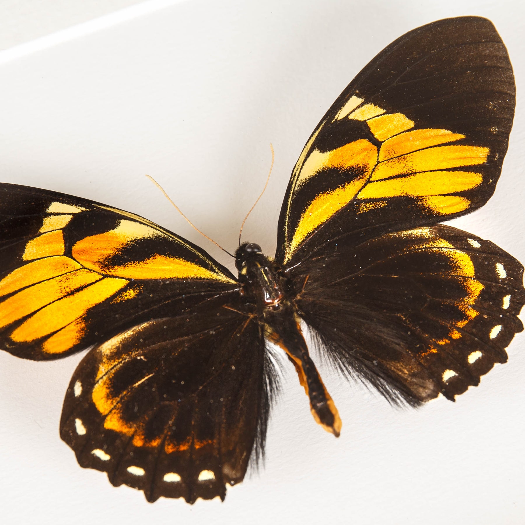 Tiger Butterfly In Box Frame (Papilio bachus)