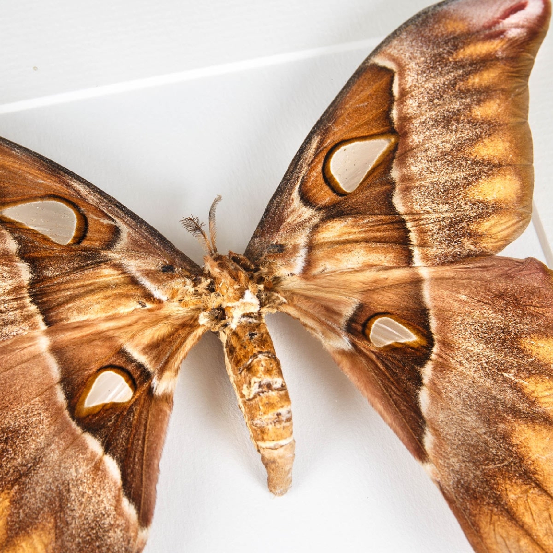 Hercules Moth In Box Frame (Coscinocera hercules)