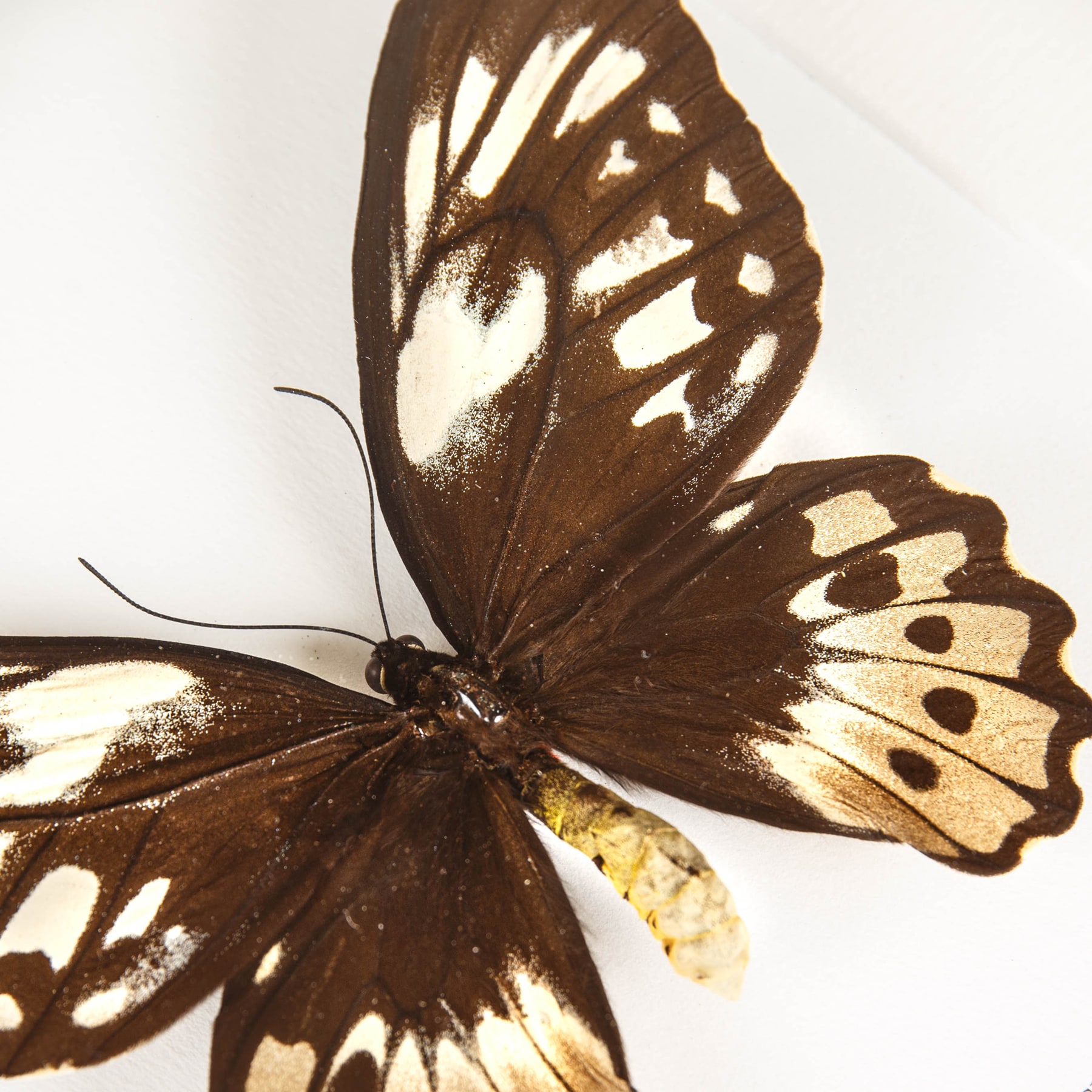 Very Rare Obi Island Birdwing Male & Female In Box Frame (Ornithoptera aesacus)