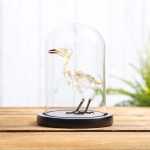 Minibeast Sooty-headed Bulbul Bird Skeleton In Glass Dome (Pycnonotus aurigaster)