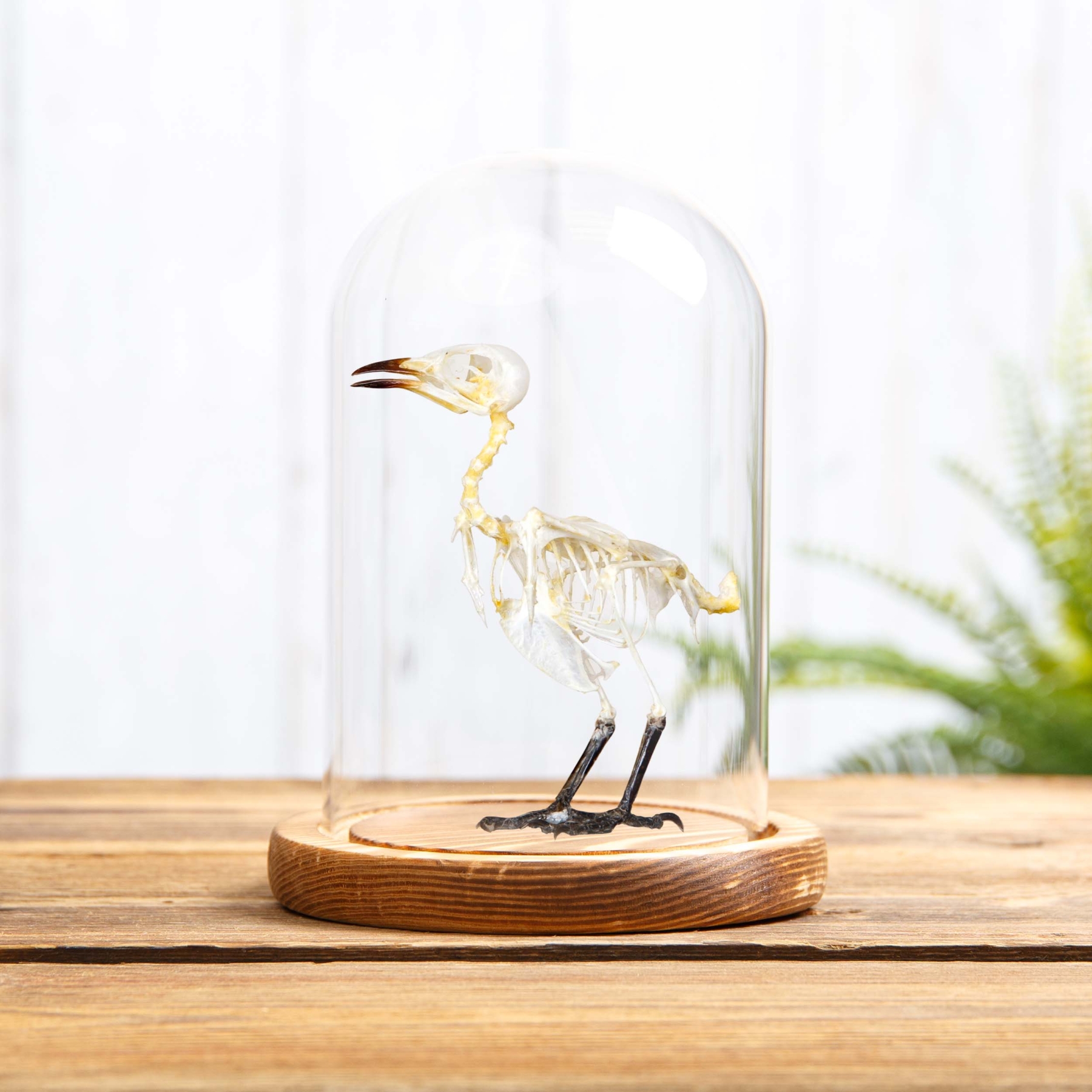 Sooty-headed Bulbul Bird Skeleton In Glass Dome (Pycnonotus aurigaster)