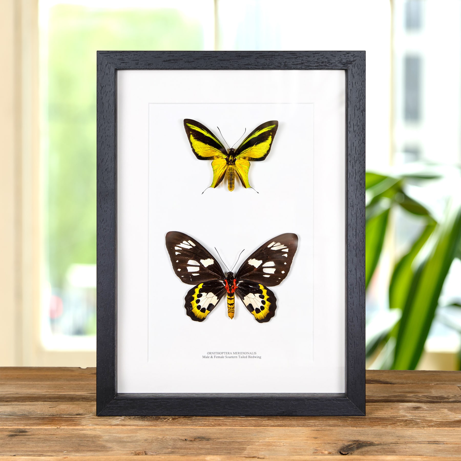 Minibeast Southern Tailed Birdwing Butterfly Male & Female Pair In Box Frame (Ornithoptera meridionalis)