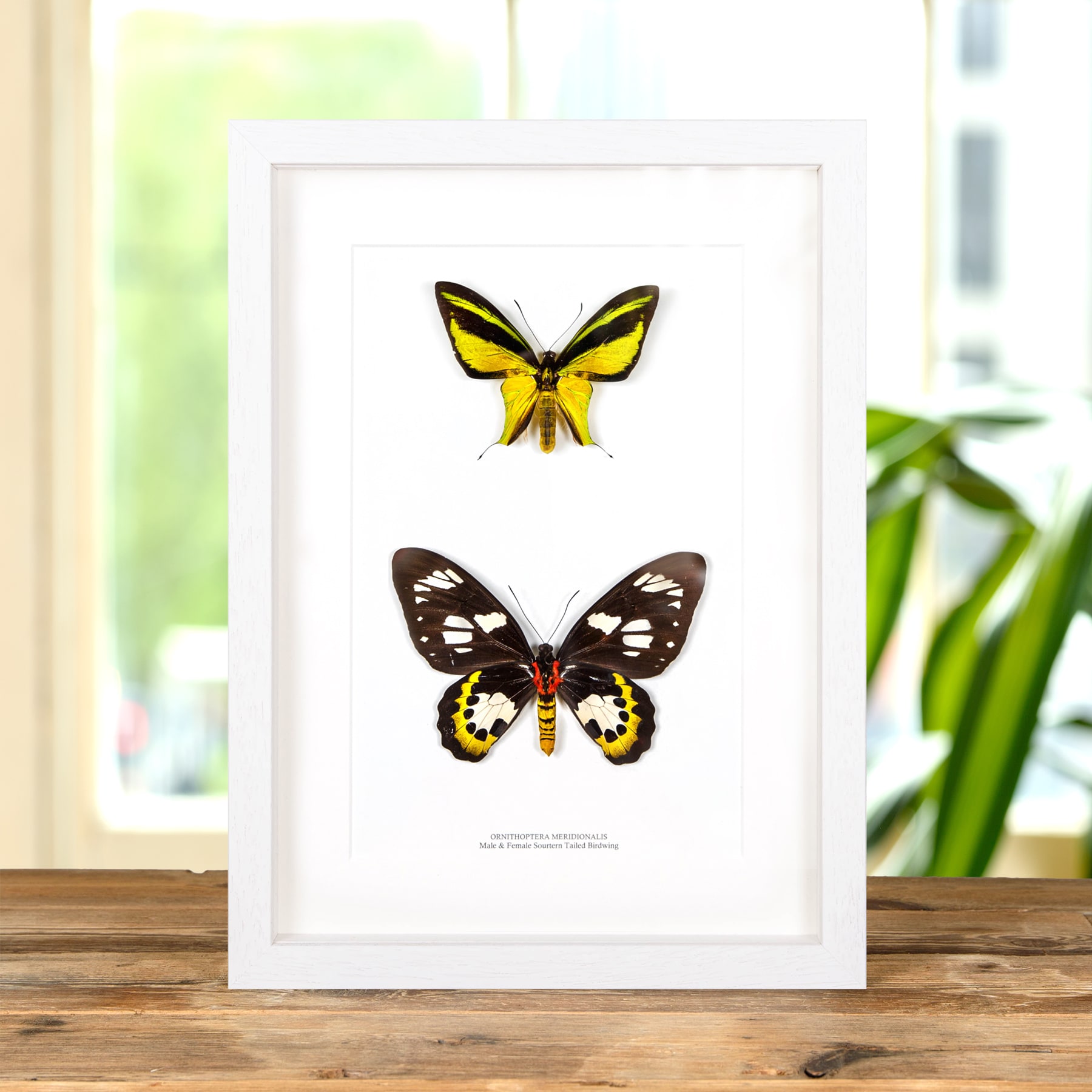Minibeast Southern Tailed Birdwing Butterfly Male & Female Pair In Box Frame (Ornithoptera meridionalis)