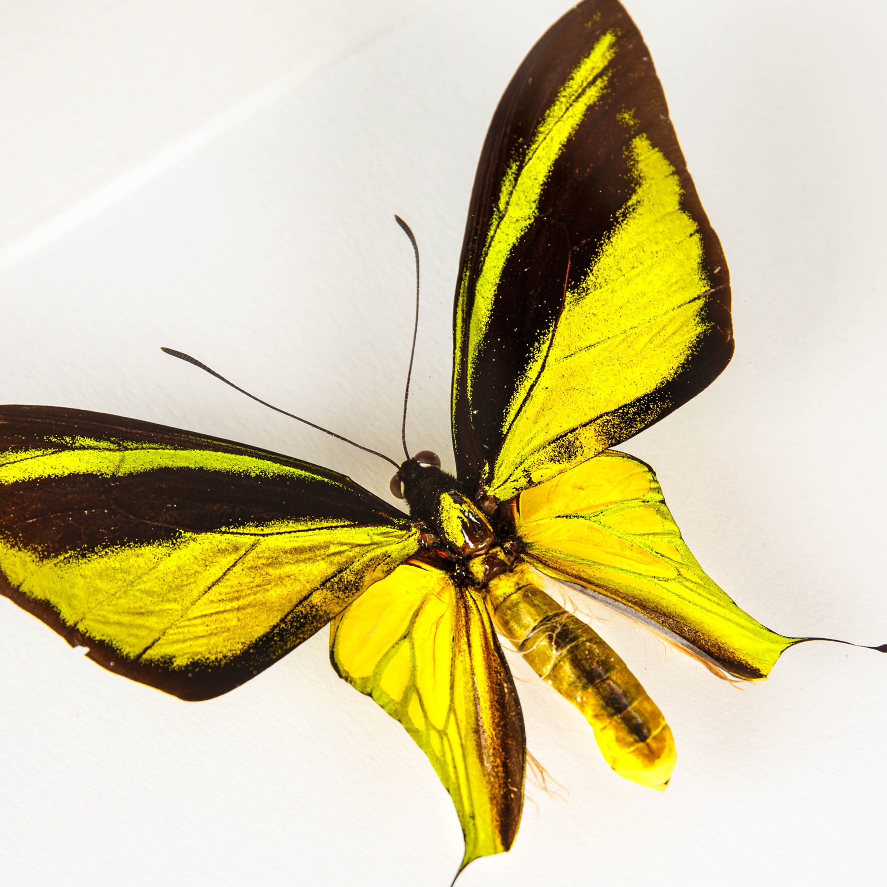 Minibeast Southern Tailed Birdwing Butterfly Male & Female Pair In Box Frame (Ornithoptera meridionalis)