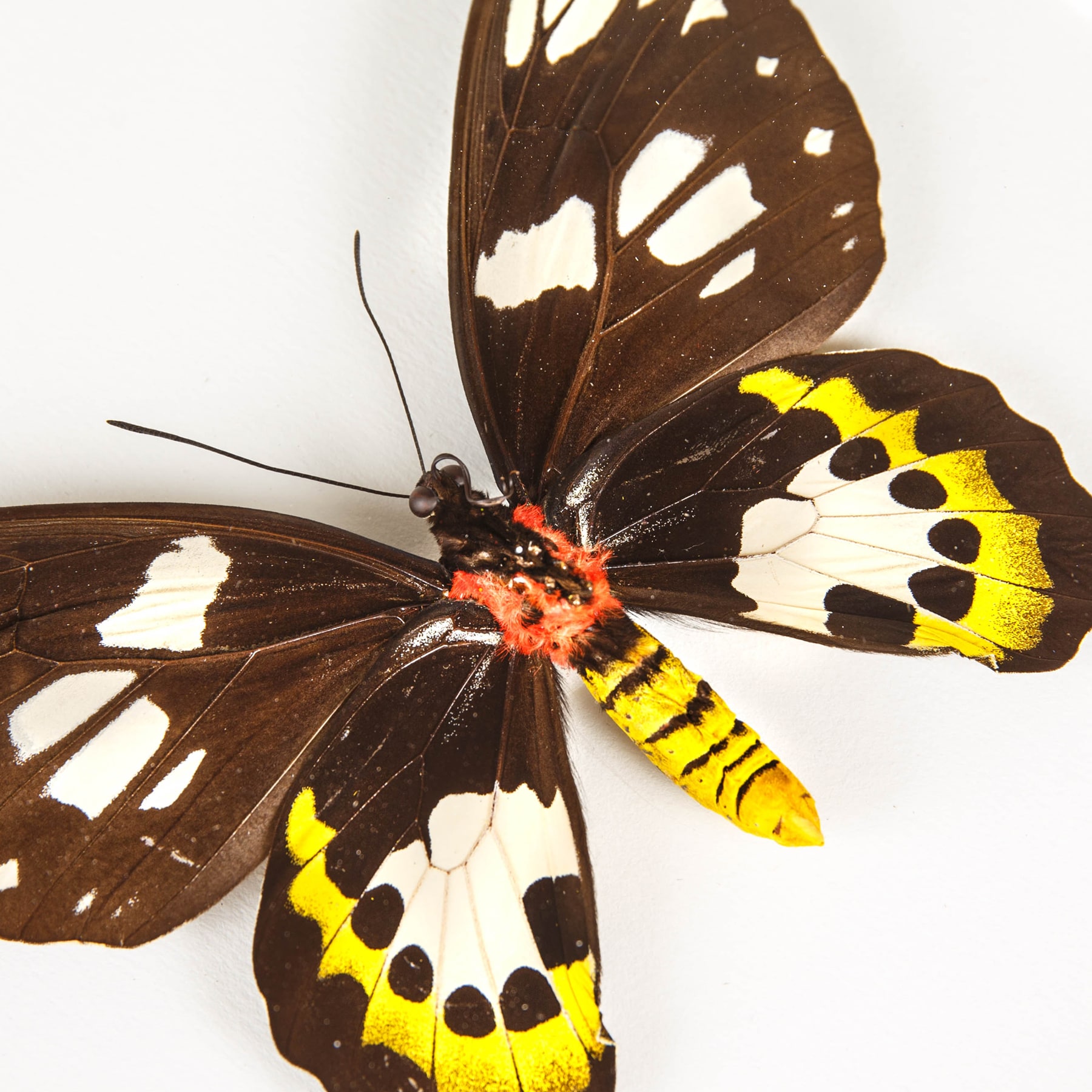 Minibeast Southern Tailed Birdwing Butterfly Male & Female Pair In Box Frame (Ornithoptera meridionalis)