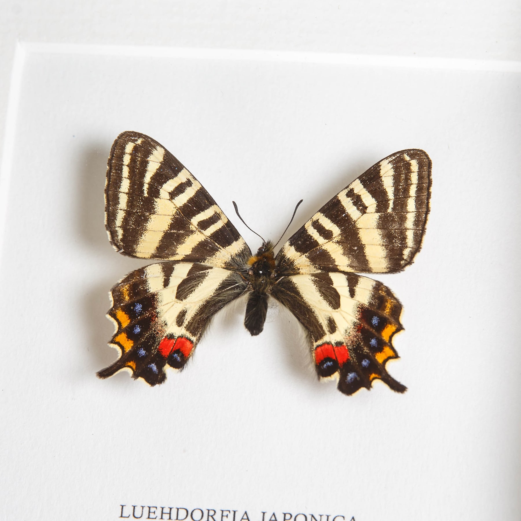 Gifu Butterfly In Box Frame (Luehdorfia japonica) Minibeast Gifu Butterfly In Box Frame (Luehdorfia japonica)
