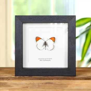 Red Tip Butterfly In Box Frame (Colotis antevippe)