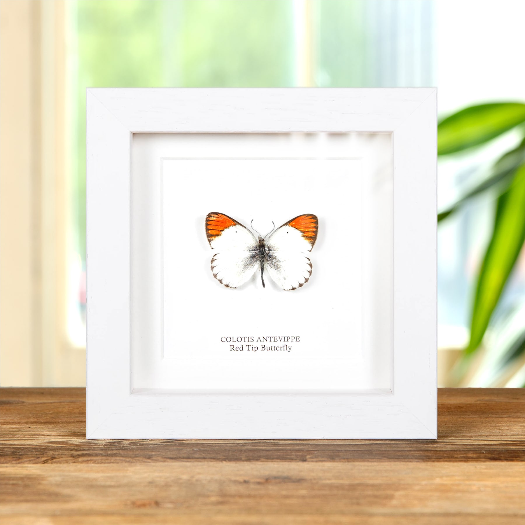 Red Tip Butterfly In Box Frame (Colotis antevippe) Red Tip Butterfly In Box Frame (Colotis antevippe)
