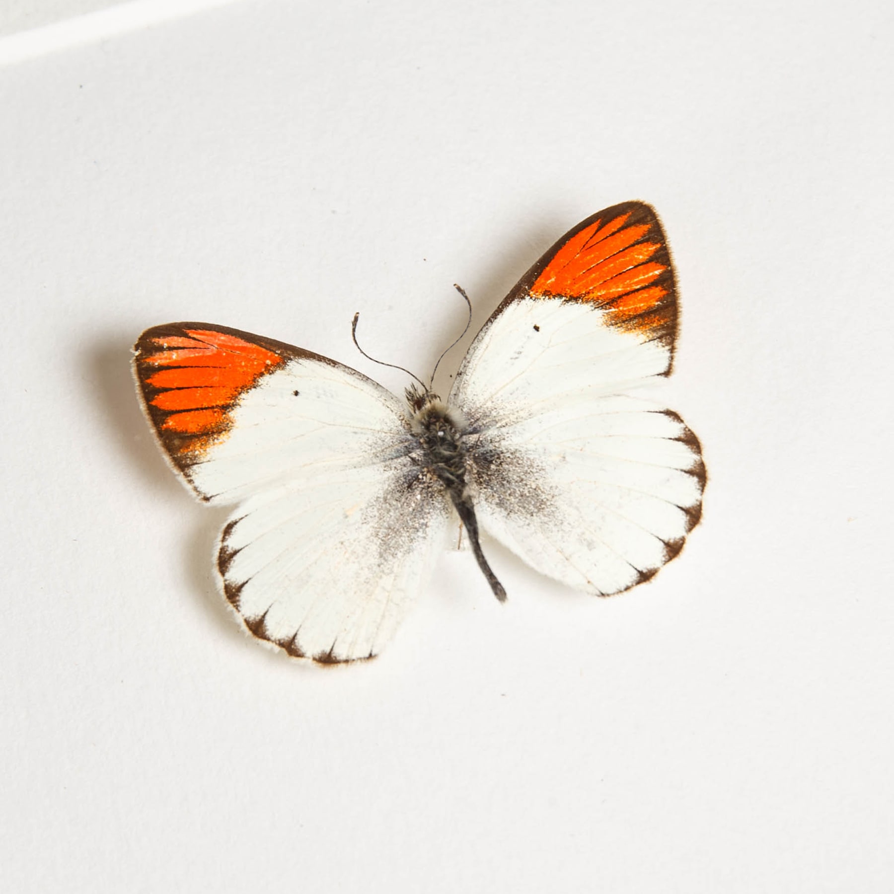 Red Tip Butterfly In Box Frame (Colotis antevippe) Red Tip Butterfly In Box Frame (Colotis antevippe)