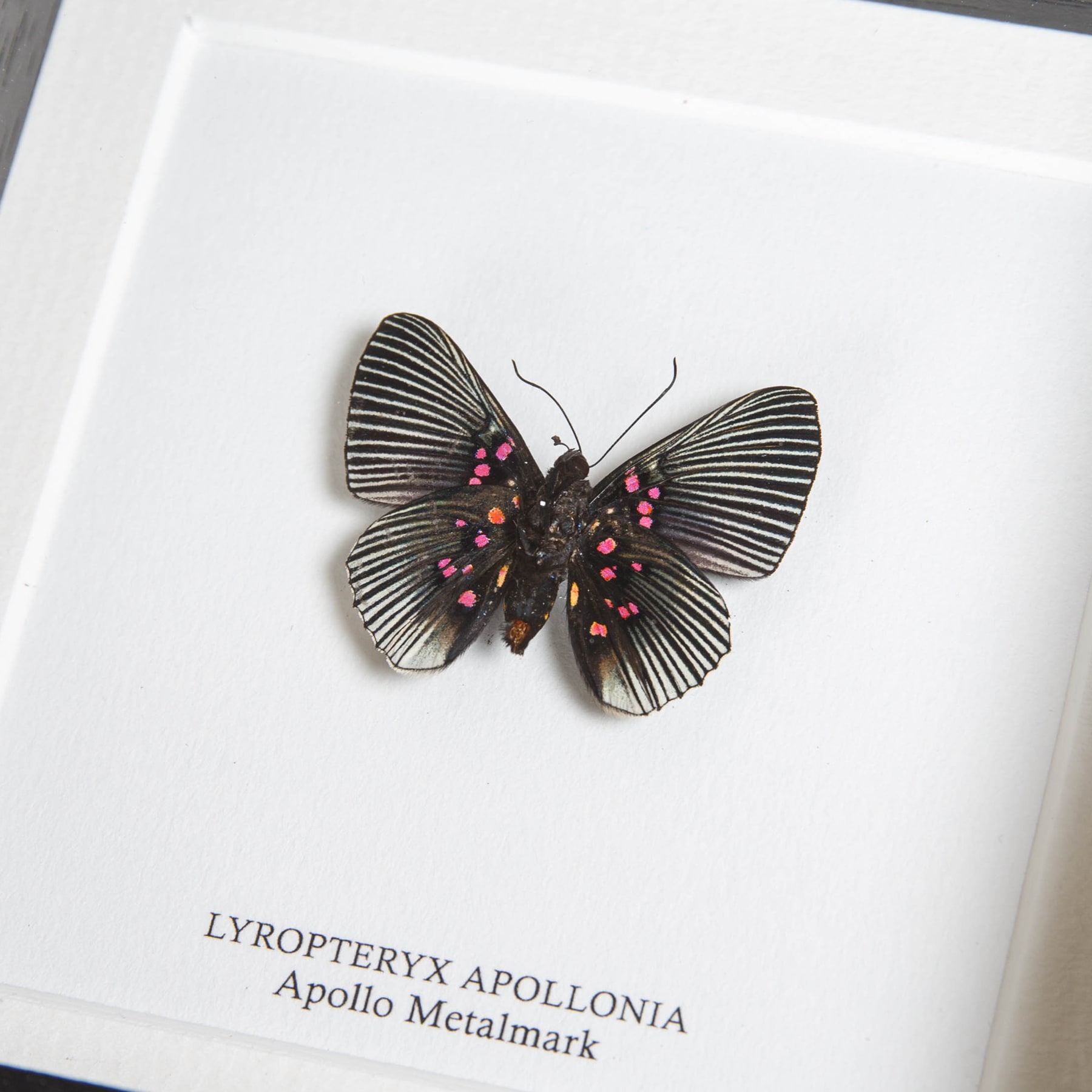 Apollo Metalmark Butterfly Ventral Side In Box Frame (Lyropteryx apollonia)